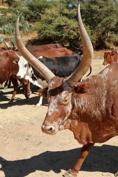 Toro con cuernos largos en Etiopía — Foto de Stock