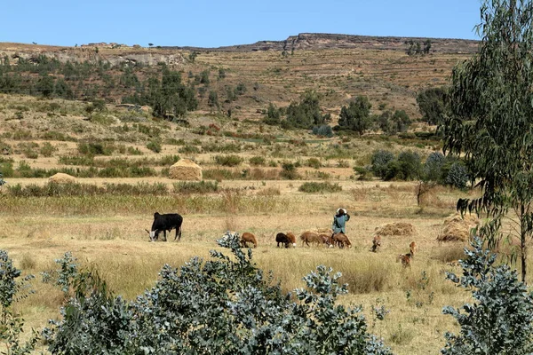 穀物畑およびエチオピアの農場 — ストック写真