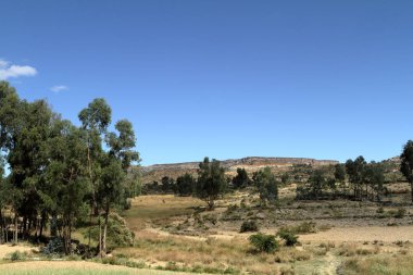 Tahıl alanları ve çiftlikleri Etiyopya