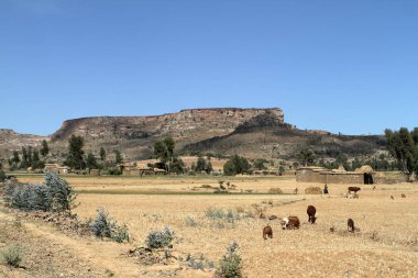 Tahıl alanları ve çiftlikleri Etiyopya