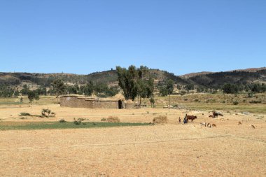 Tahıl alanları ve çiftlikleri Etiyopya