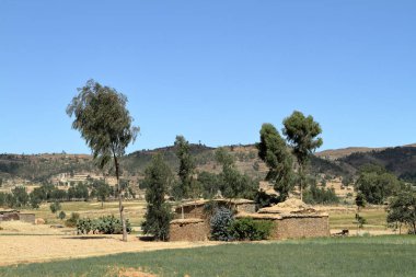 Tahıl alanları ve çiftlikleri Etiyopya