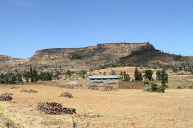 Tahıl alanları ve çiftlikleri Etiyopya