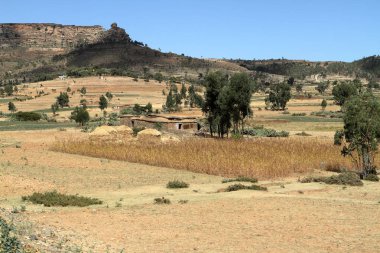 Tahıl alanları ve çiftlikleri Etiyopya