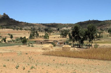 Tahıl alanları ve çiftlikleri Etiyopya