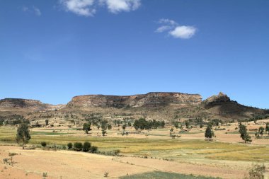 Tahıl alanları ve çiftlikleri Etiyopya