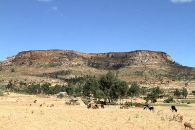 Tahıl alanları ve çiftlikleri Etiyopya