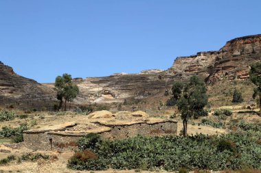 Tahıl alanları ve çiftlikleri Etiyopya