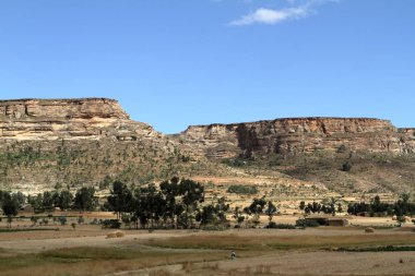 Tahıl alanları ve çiftlikleri Etiyopya