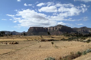 Tahıl alanları ve çiftlikleri Etiyopya