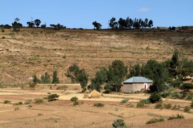 Tahıl alanları ve çiftlikleri Etiyopya