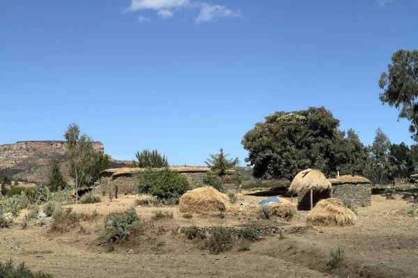 Pola zbóż i hodowli w Etiopii — Zdjęcie stockowe