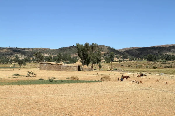 Tahıl alanları ve çiftlikleri Etiyopya