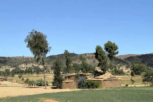 Tahıl alanları ve çiftlikleri Etiyopya