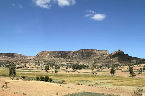 Tahıl alanları ve çiftlikleri Etiyopya