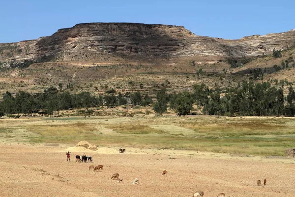 Pola zbóż i hodowli w Etiopii — Zdjęcie stockowe