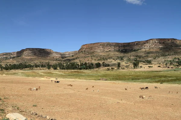 Χωράφια σιταριού και αγροκτήματα στην Αιθιοπία — Φωτογραφία Αρχείου