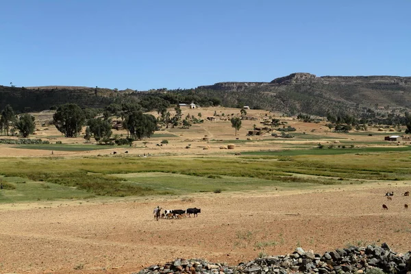 Χωράφια σιταριού και αγροκτήματα στην Αιθιοπία — Φωτογραφία Αρχείου