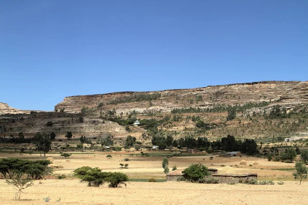 Campi di grano e aziende agricole in Etiopia — Foto Stock