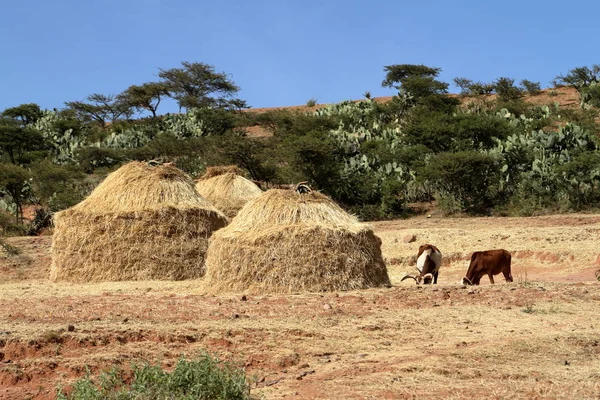 Getreidefelder und Bauernhöfe in Äthiopien — Stockfoto