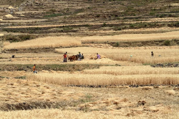 穀物の収穫、エチオピアの農民 — ストック写真