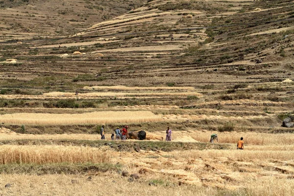 穀物の収穫、エチオピアの農民 — ストック写真