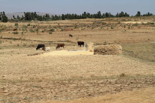 Boeren bij de oogst van granen in Ethiopië — Stockfoto