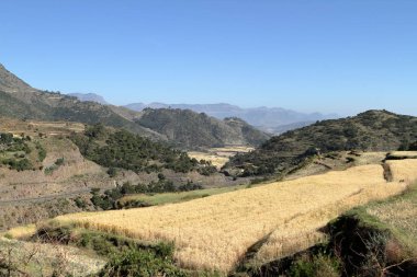 Tahıl hasat ve Etiyopya'da alanları