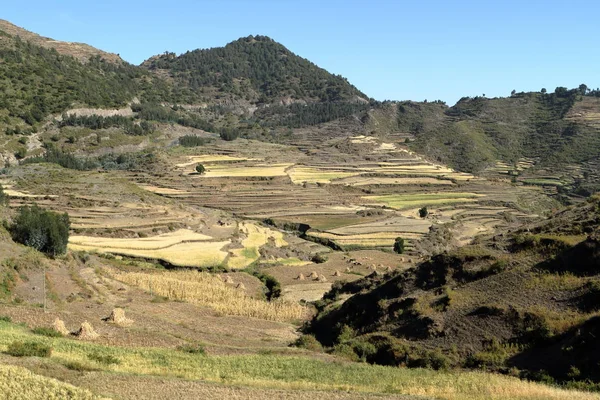 Sklizeň obilí a pole v Etiopii — Stock fotografie