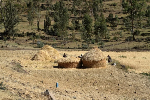 Getreideernte in Äthiopien — Stockfoto