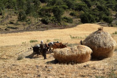 Tahıl hasat Etiyopya