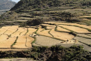 Tahıl hasat ve Etiyopya'da alanları