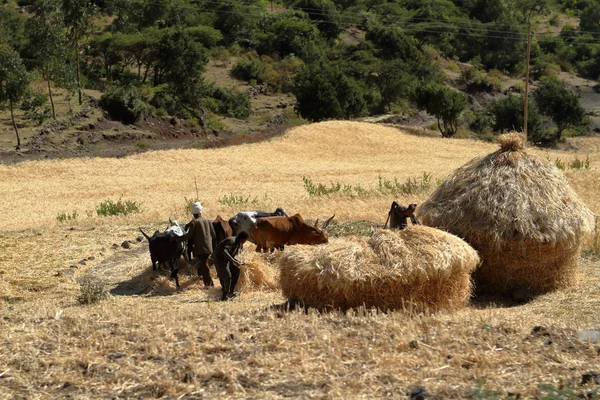 Cosecha de cereales en Etiopía —  Fotos de Stock