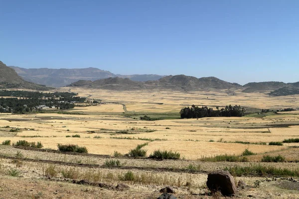 Grain harvest and fields in Ethiopia — Stock Photo, Image