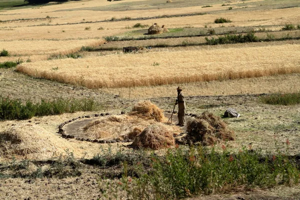 Zbiorów zbóż w Etiopii — Zdjęcie stockowe