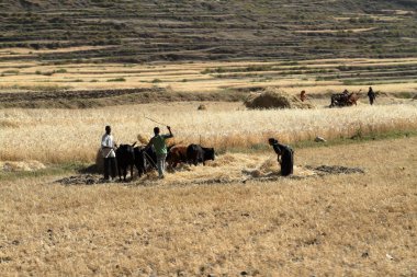 Tahıl hasat Etiyopya