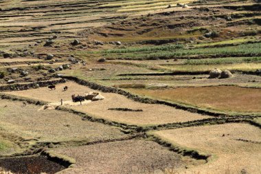 Tahıl hasat ve Etiyopya'da alanları