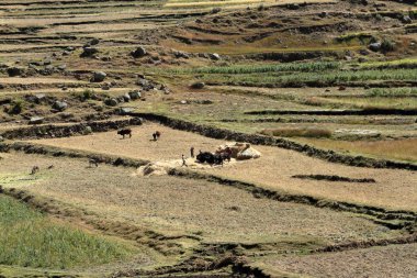 Tahıl hasat Etiyopya