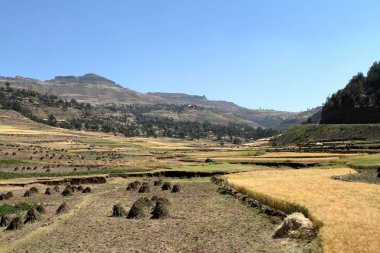 Tahıl hasat ve Etiyopya'da alanları