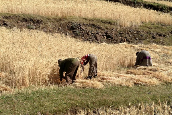 Graan oogst in Ethiopië — Stockfoto