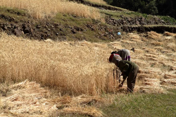 Cereals harvest in Ethiopia — Stock Photo, Image