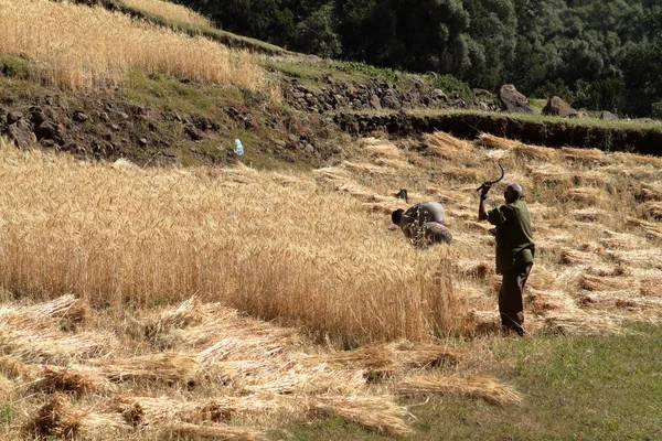 Cereals harvest in Ethiopia — Stock Photo, Image