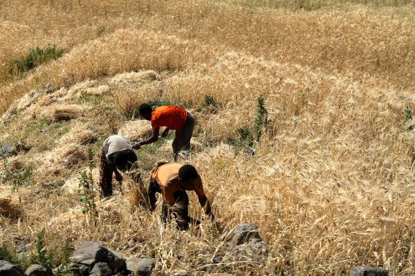 Cereals harvest in Ethiopia — Stock Photo, Image