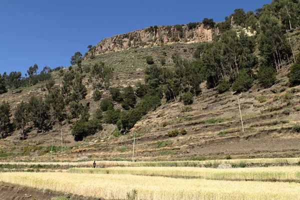 Cosecha de granos y campos en Etiopía — Foto de Stock