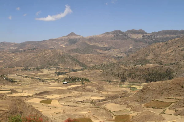 Grain harvest and fields in Ethiopia — Stock Photo, Image