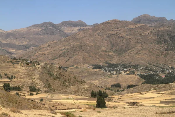 Spannmålsskörden och fält i Etiopien — Stockfoto