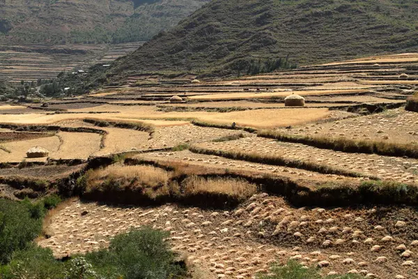 Colheita de grãos e campos na Etiópia — Fotografia de Stock