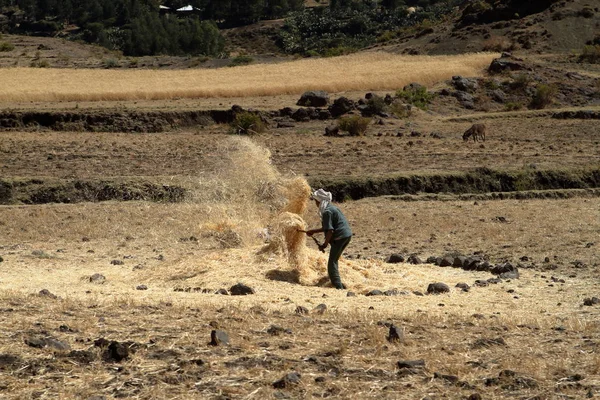Viljasato Etiopiassa — kuvapankkivalokuva
