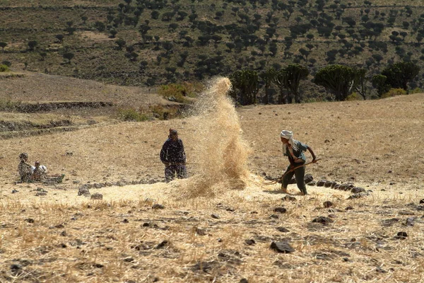 Cereals harvest in Ethiopia — Stock Photo, Image