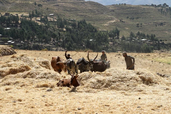 Spannmål skörd i Etiopien — Stockfoto